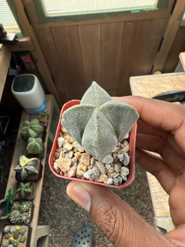 Astrophytum myriostigma f. quadricostatum - Image 3