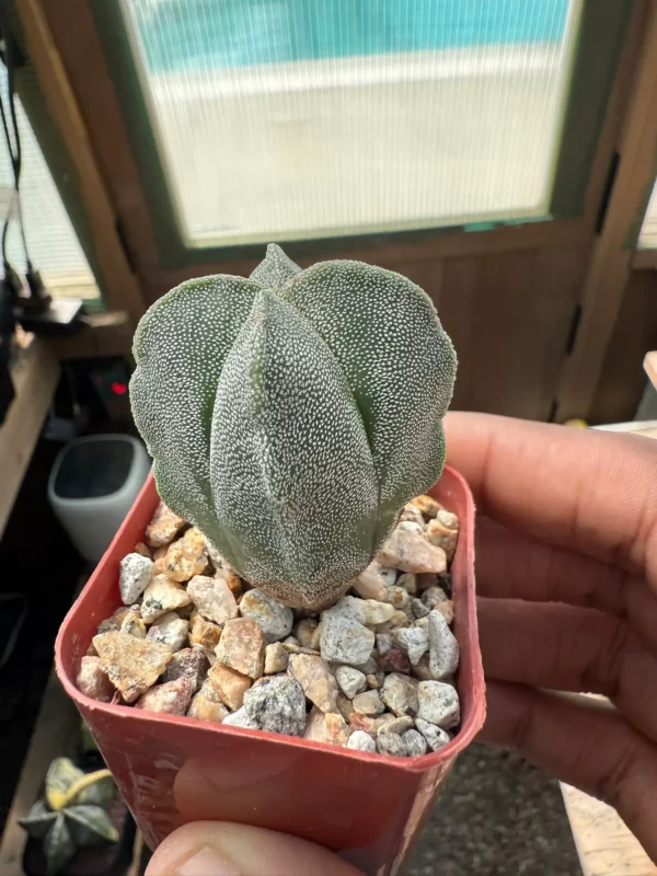 Astrophytum myriostigma f. quadricostatum