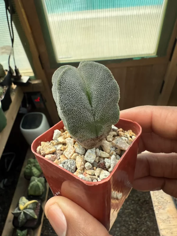 Astrophytum myriostigma f. quadricostatum - Image 2