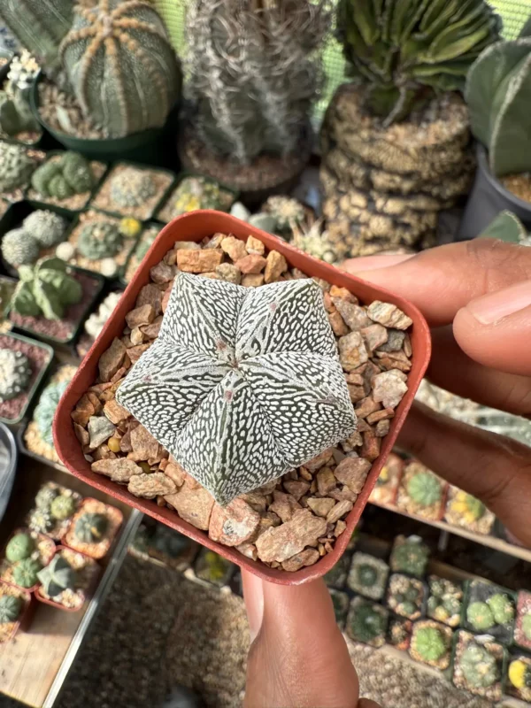 Astrophytum myriostigma cv. Onzuka