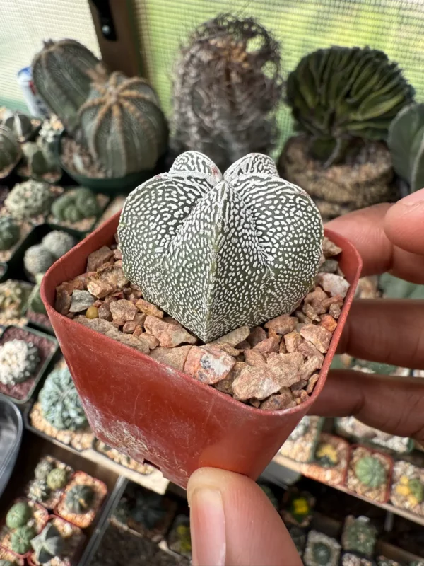 Astrophytum myriostigma cv. Onzuka - Image 3