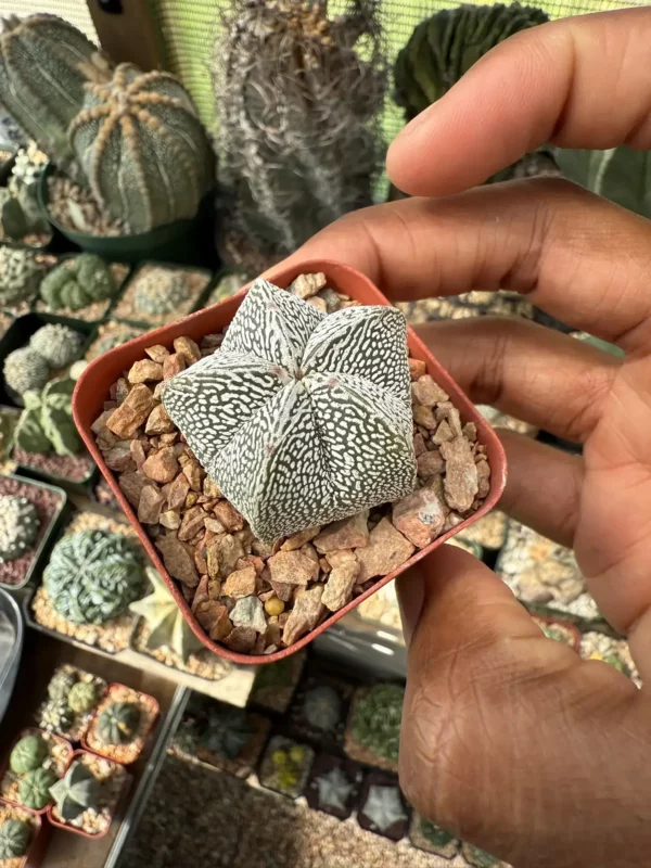Astrophytum myriostigma cv. Onzuka - Image 2