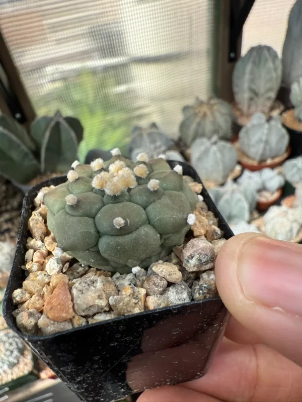 Astrophytum asterias cv. Kikko - Image 2