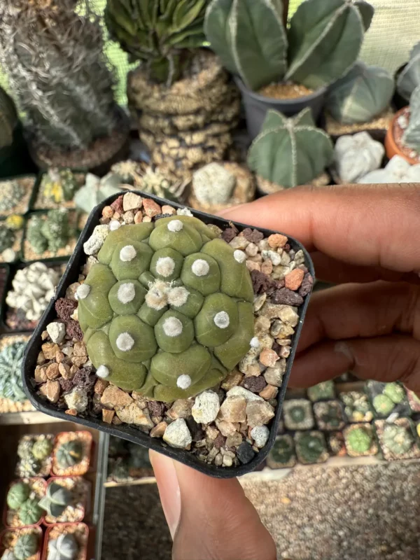 Astrophytum asterias cv. Kikko