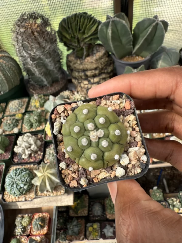Astrophytum asterias cv. Kikko - Image 3