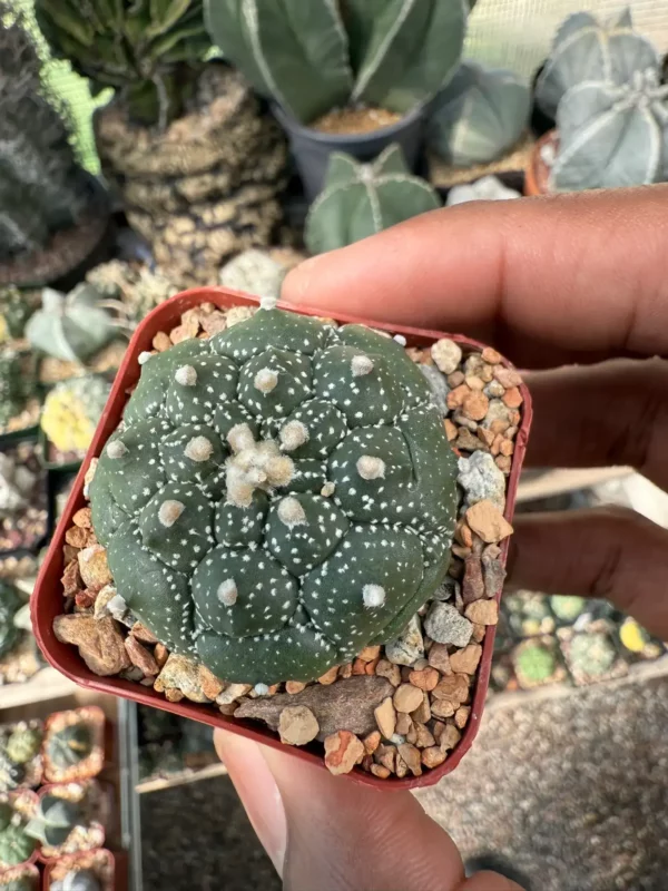 Astrophytum asterias cv. Kikko
