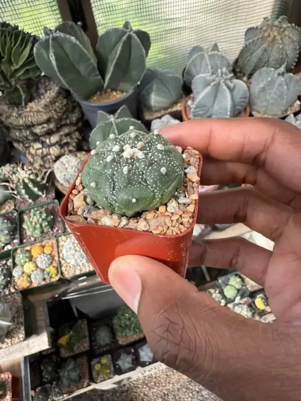 Astrophytum asterias cv. Kikko - Image 2