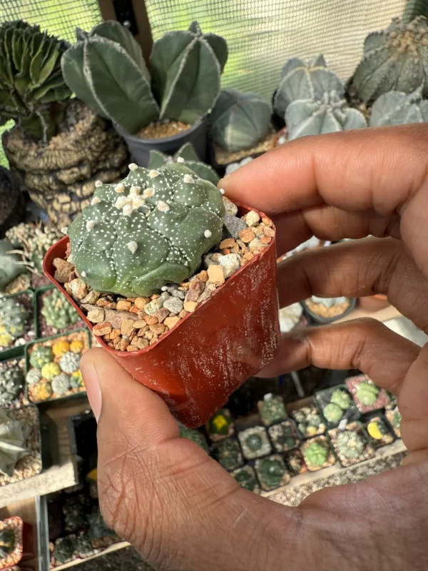 Astrophytum asterias cv. Kikko - Image 3