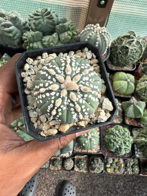 Astrophytum asterias cv. Superkabuto