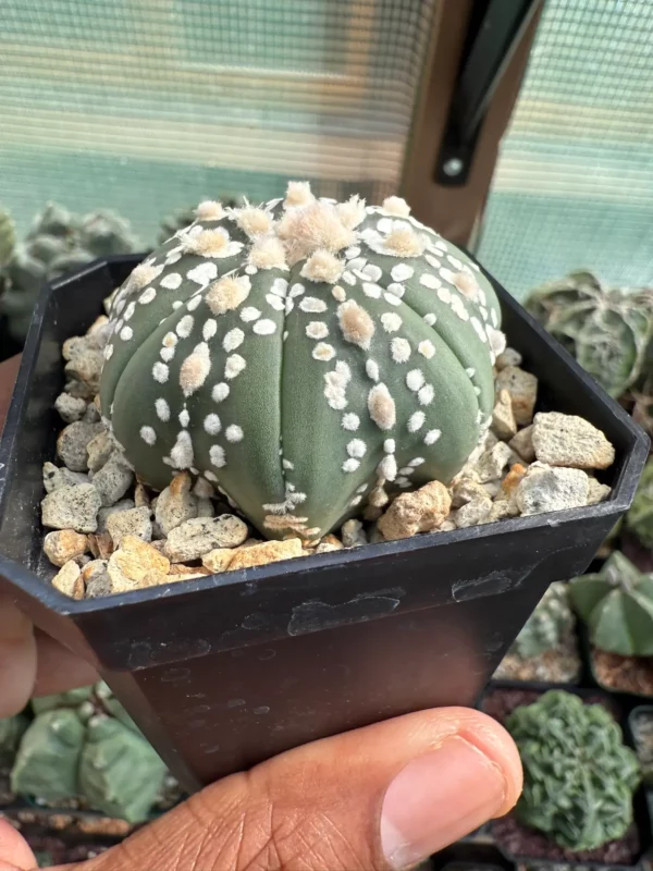 Astrophytum asterias cv. Superkabuto - Image 3