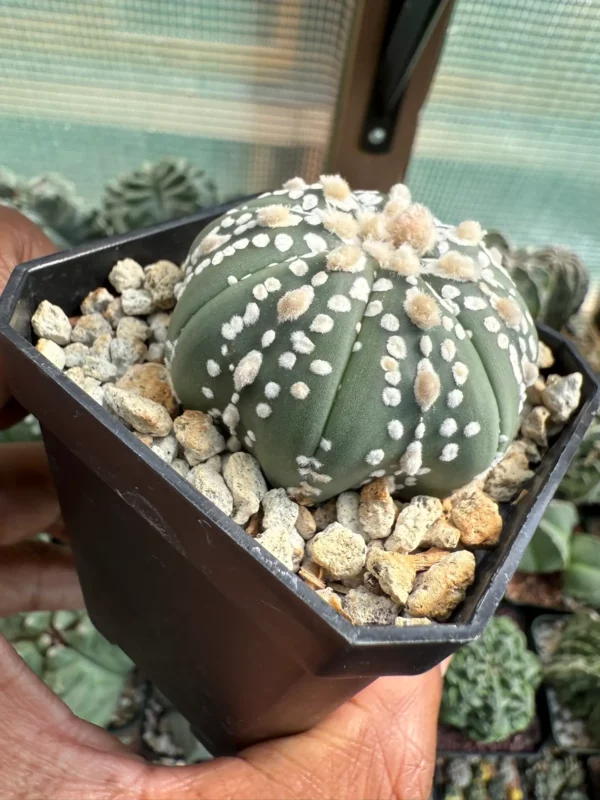 Astrophytum asterias cv. Superkabuto - Image 2