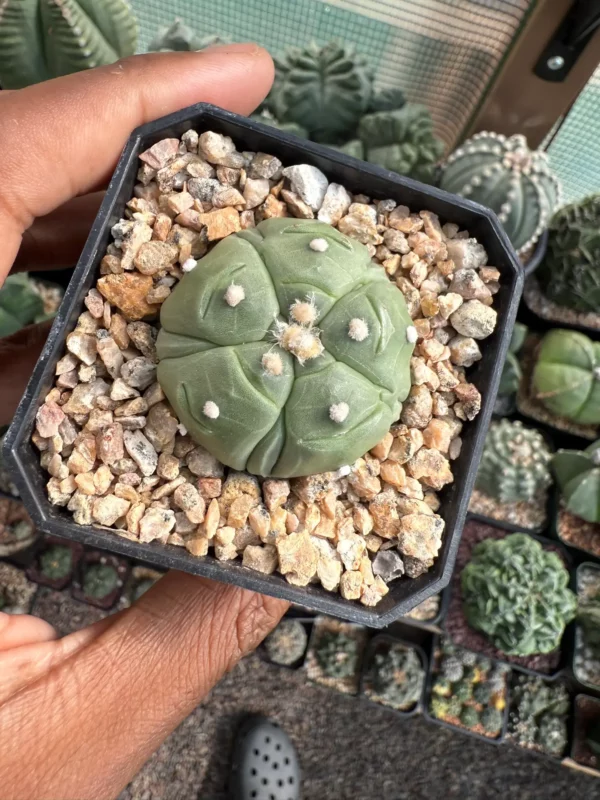 Astrophytum asterias cv. Fukuryu