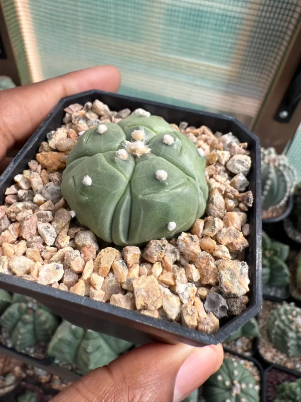 Astrophytum asterias cv. Fukuryu - Image 2