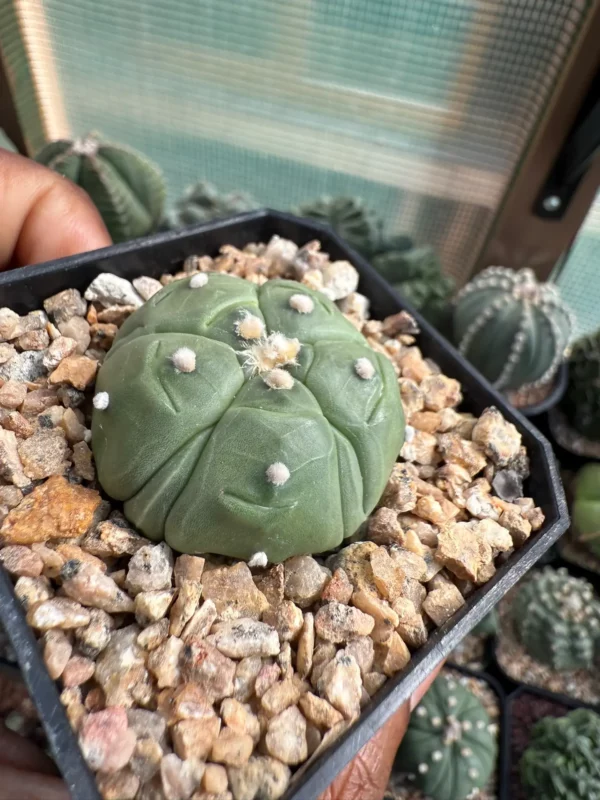 Astrophytum asterias cv. Fukuryu - Image 3