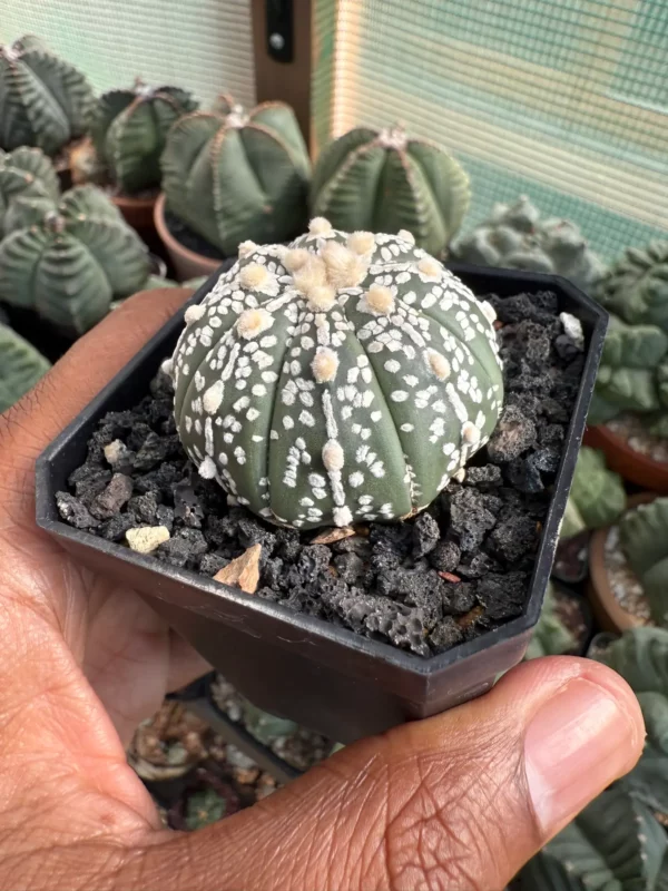 Astrophytum asterias cv. Superkabuto - Image 2