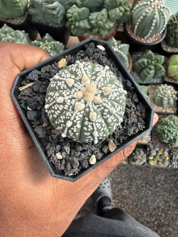 Astrophytum asterias cv. Superkabuto