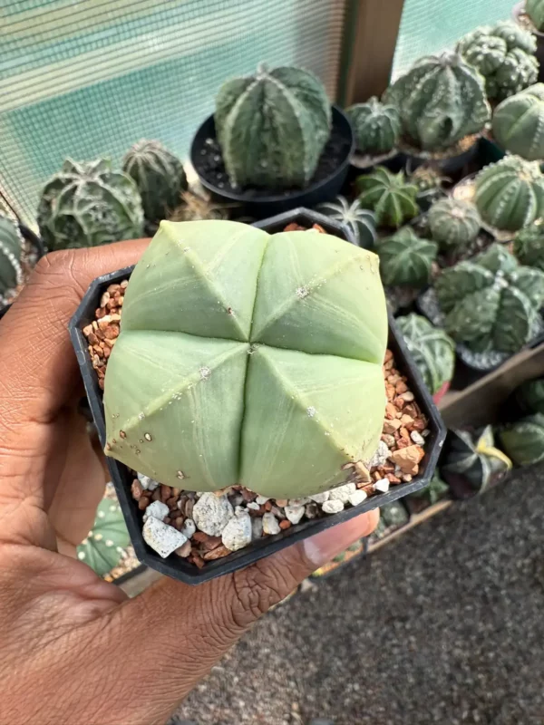 Astrophytum myriostigma f. quadricostatum - Image 3