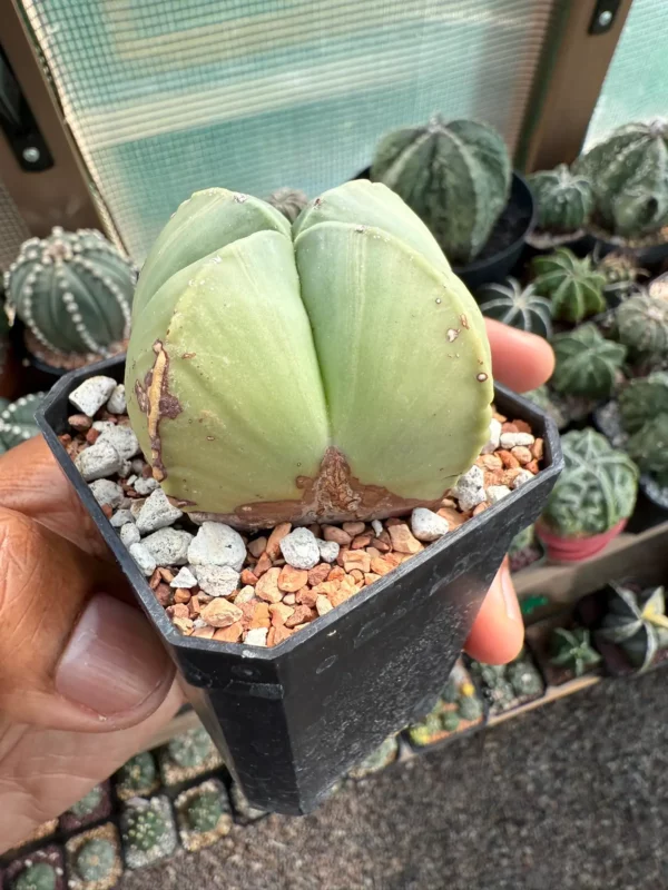 Astrophytum myriostigma f. quadricostatum - Image 2