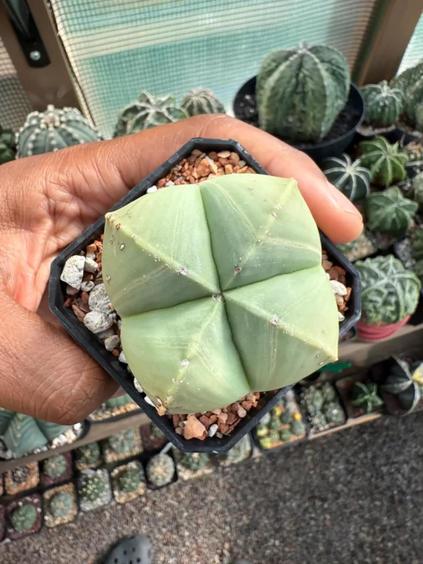 Astrophytum myriostigma f. quadricostatum