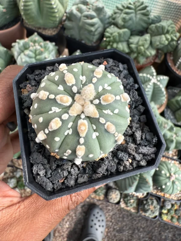 Astrophytum asterias cv. Superkabuto