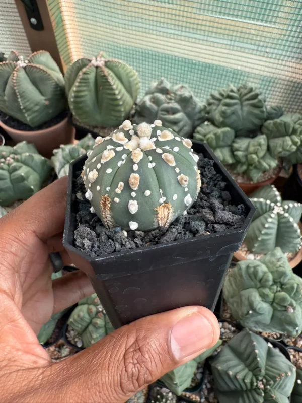 Astrophytum asterias cv. Superkabuto - Image 2