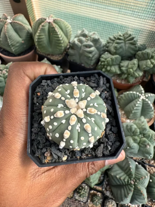 Astrophytum asterias cv. Superkabuto - Image 3