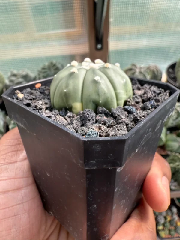 Astrophytum asterias nudum - Image 2