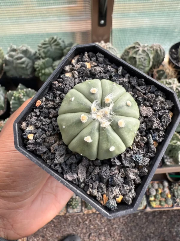 Astrophytum asterias nudum