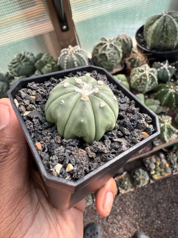 Astrophytum asterias nudum - Image 3