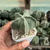 Astrophytum myriostigma