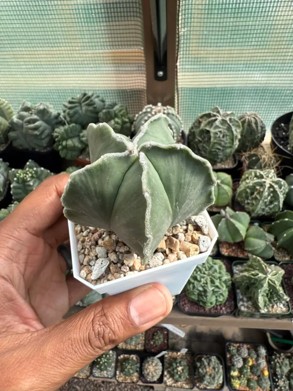 Astrophytum myriostigma