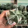 Astrophytum myriostigma - Image 3