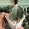 Astrophytum myriostigma - Image 2