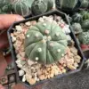 Astrophytum asterias cv. Fukuryu