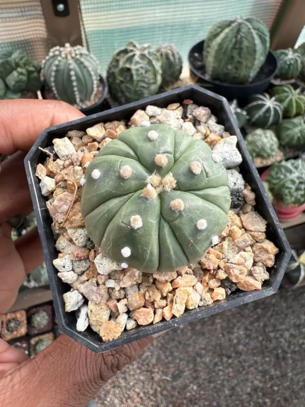 Astrophytum asterias cv. Fukuryu