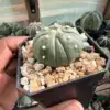 Astrophytum asterias cv. Fukuryu - Image 2