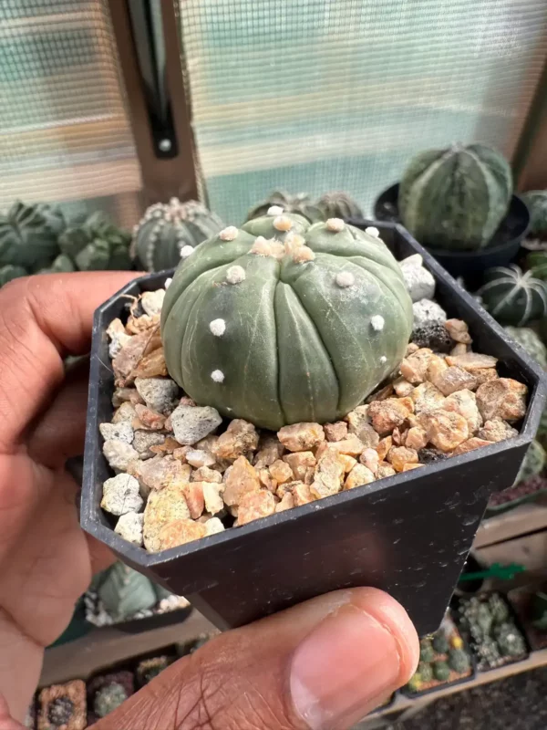 Astrophytum asterias cv. Fukuryu - Image 2