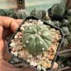 Astrophytum asterias cv. Fukuryu - Image 3
