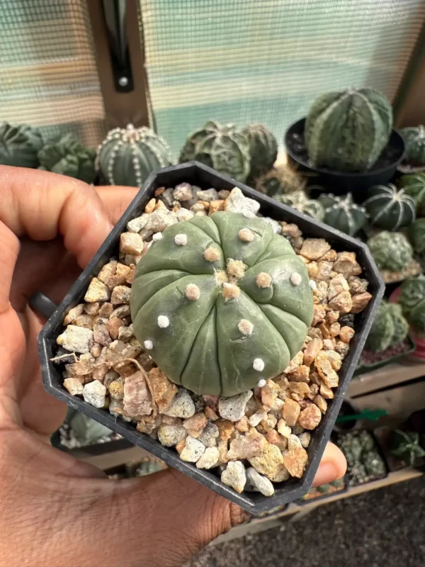 Astrophytum asterias cv. Fukuryu - Image 3