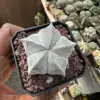 Astrophytum myriostigma
