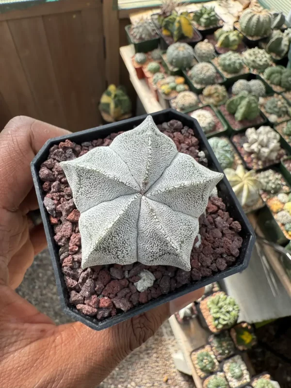 Astrophytum myriostigma