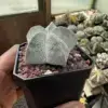 Astrophytum myriostigma - Image 3