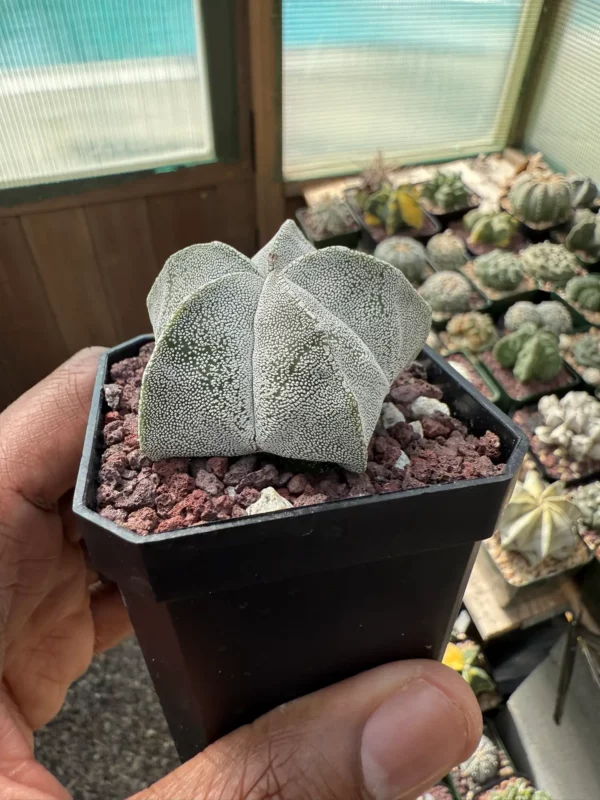 Astrophytum myriostigma - Image 3