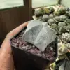 Astrophytum myriostigma - Image 2