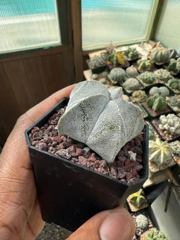 Astrophytum myriostigma - Image 2