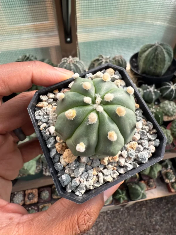 Astrophytum asterias nudum