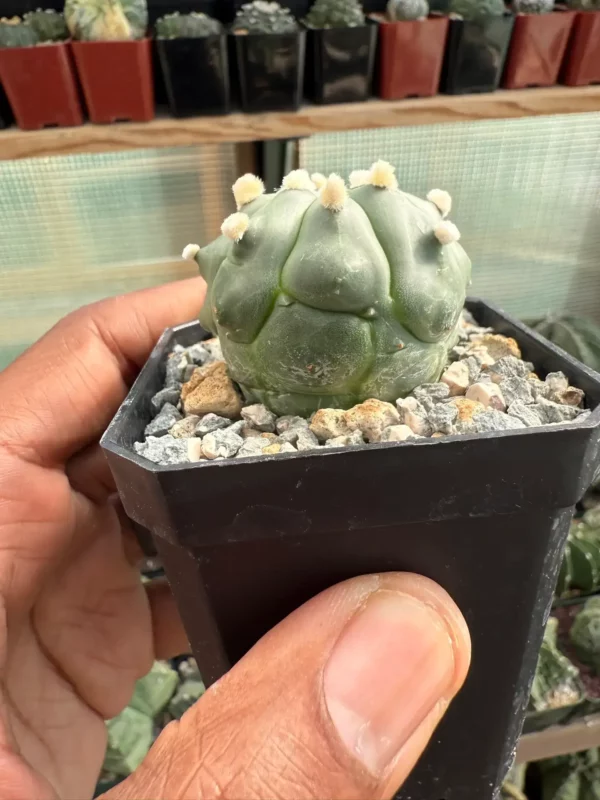 Astrophytum asterias nudum - Image 2