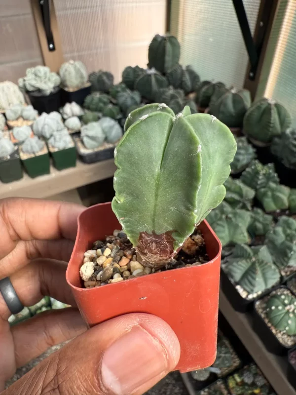 Astrophytum myriostigma nudum - Image 3