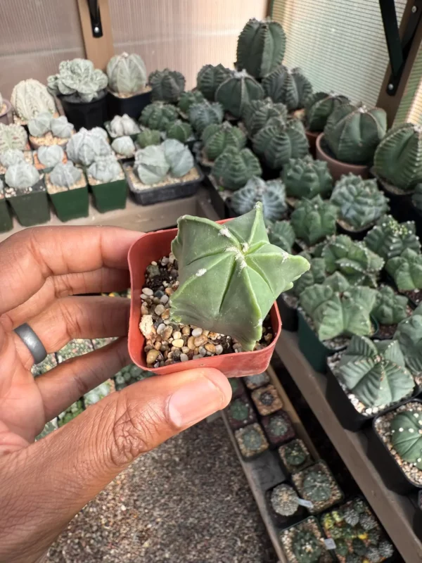 Astrophytum myriostigma nudum