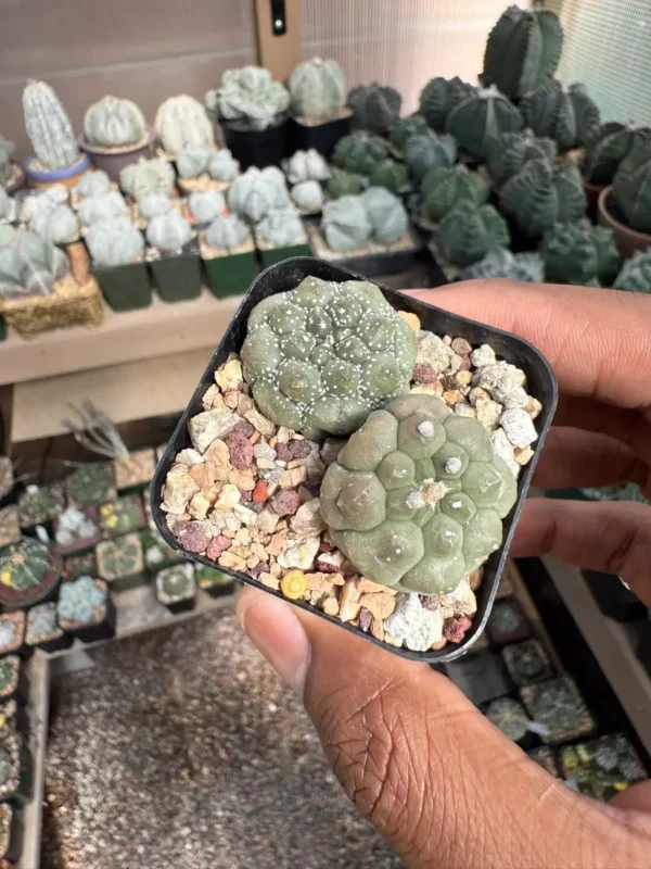 Astrophytum asterias cv. Kikko Bundle